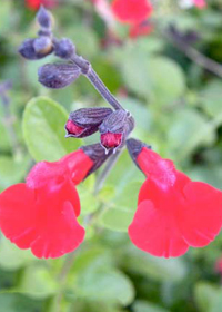 Salvia microphylla x greggii 'Red Velvet'